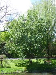 Salix aegyptiaca × S. caprea. Mature multi-trunked tree in Christchurch Botanic Garden
 Image: D. Glenny © Landcare Research 2020 CC BY 4.0